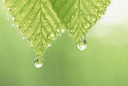 dew.JPG